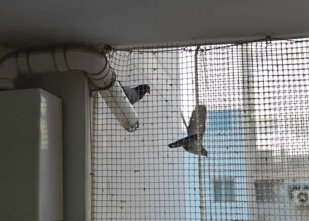 Bird Netting